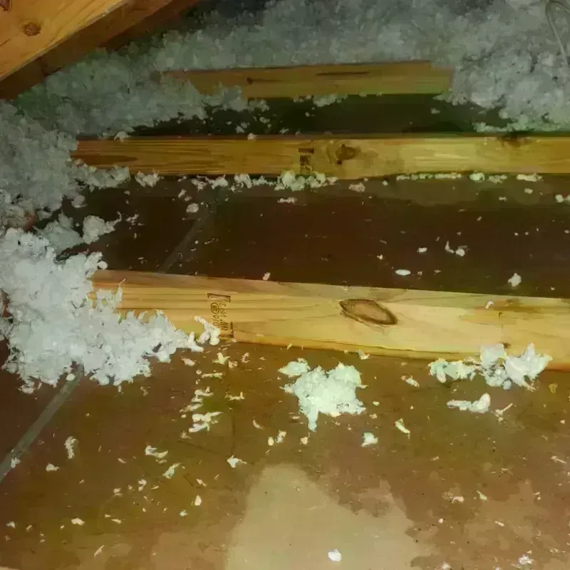 Best Attic Water Damage Service in Stillman Valley, IL